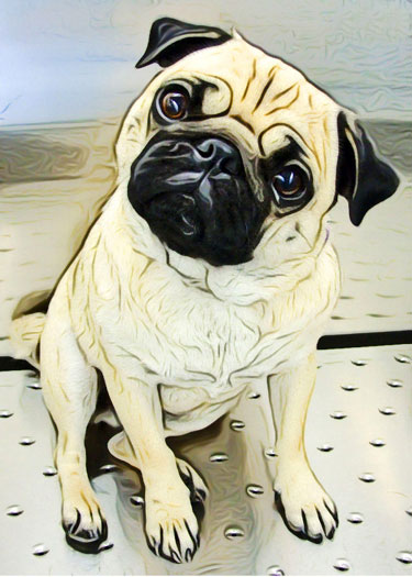 Custom Digital Pug Portrait