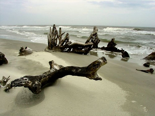 Driftwood Landscape Fine Art Photo