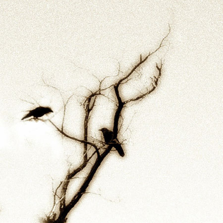 Ravens In a Tree Print