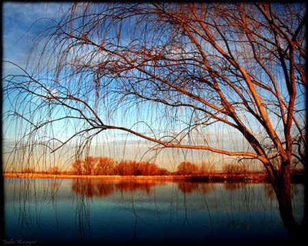 Morning Pond Fine Art Metalic Photograhy Print